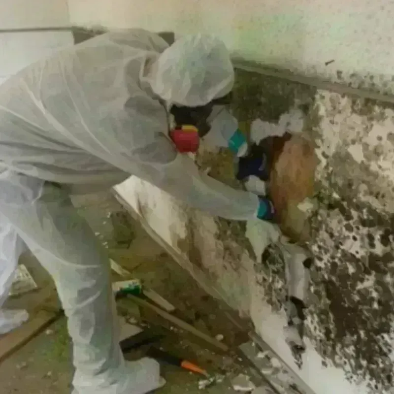 Mold Remediation and Removal in Hilltop Lakes, TX